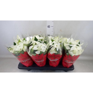 Euphorbia pulc. 'Alaska'