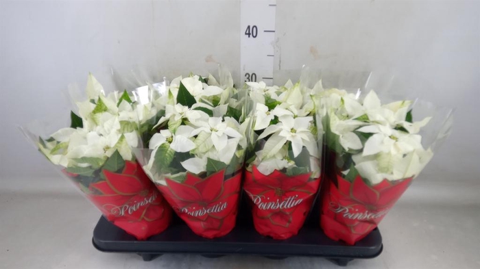 <h4>Euphorbia pulc. 'Alaska'</h4>