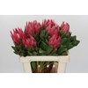 Protea Cynaroides Madiba