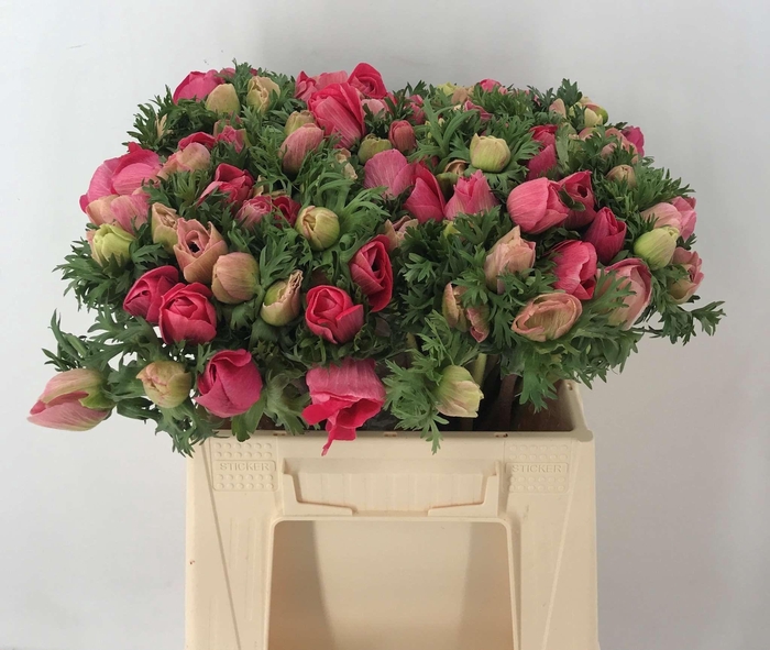 <h4>ANEM EX PINK</h4>