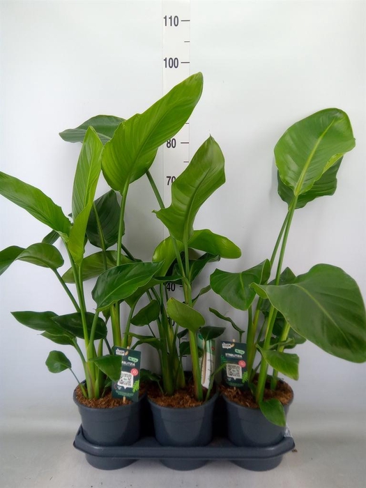 <h4>Strelitzia nicolai</h4>