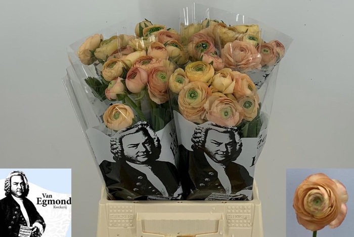 <h4>RAN EL SALMON</h4>