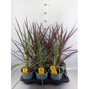 Cordyline   ...