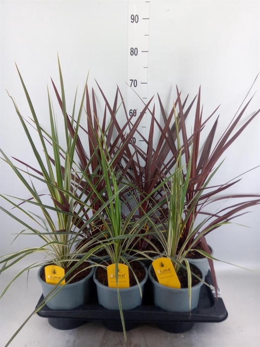 <h4>Cordyline   ...</h4>
