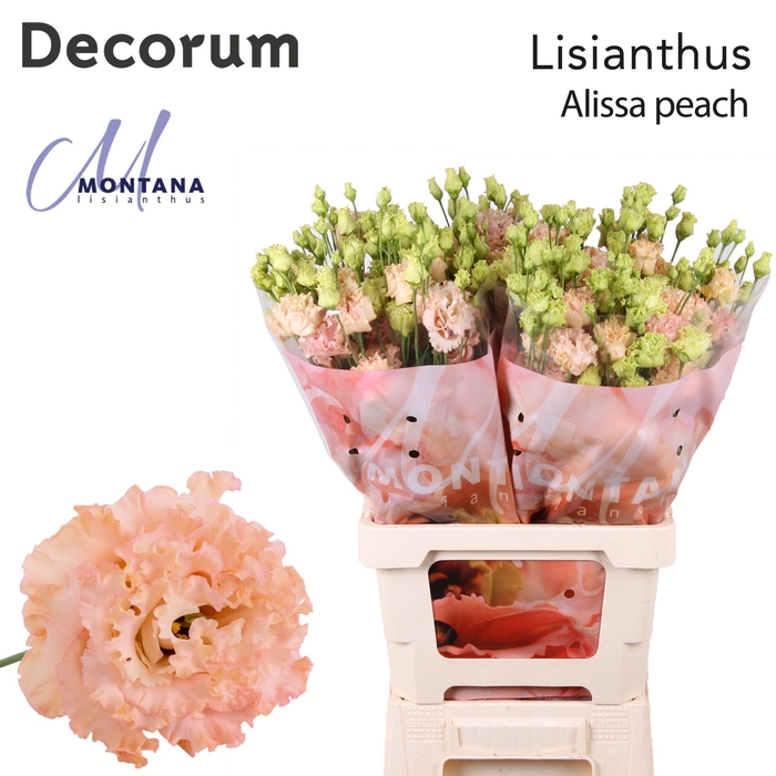 <h4>Lisianthus Alissa peach 60cm</h4>