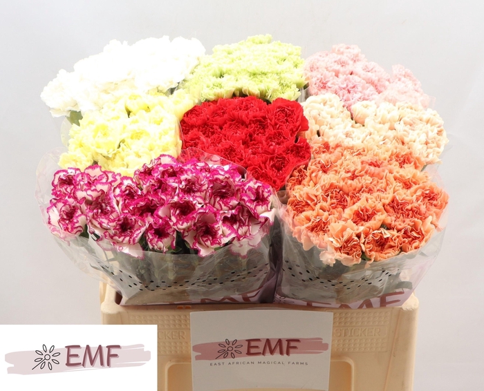 <h4>DI ST GEM IN FUST</h4>