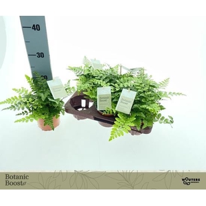 Asplenium Parvati 12Ø 20cm