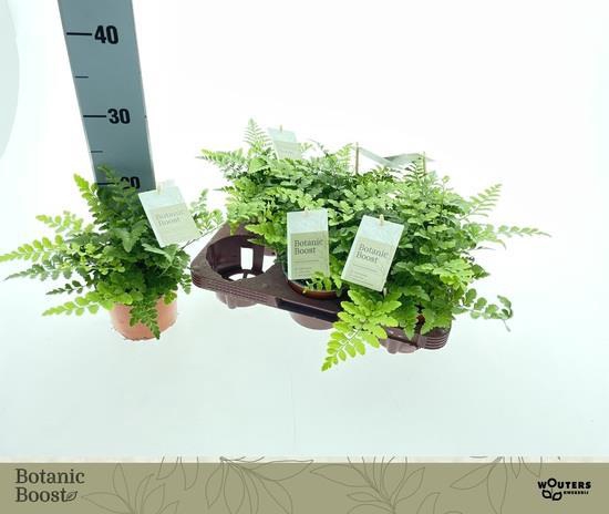 Asplenium Parvati 12Ø 20cm