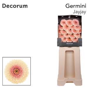 Germini Pomponi Jayjay Diamond