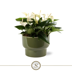 Athene Keramiek Green - White