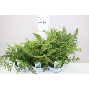 Varens Buiten Gemengd