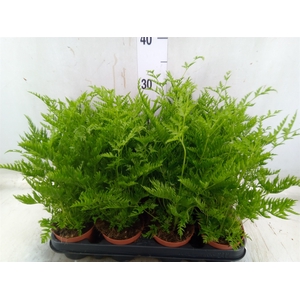 Pteris straminea