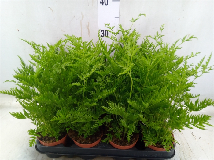 <h4>Pteris straminea</h4>