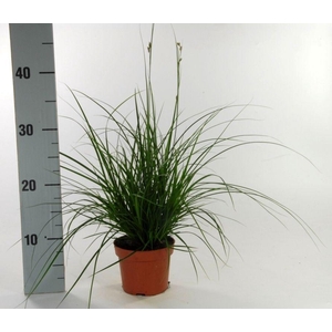 Carex brunnea (groen) p12