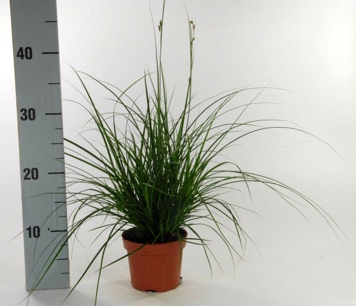 <h4>Carex brunnea (groen) p12</h4>