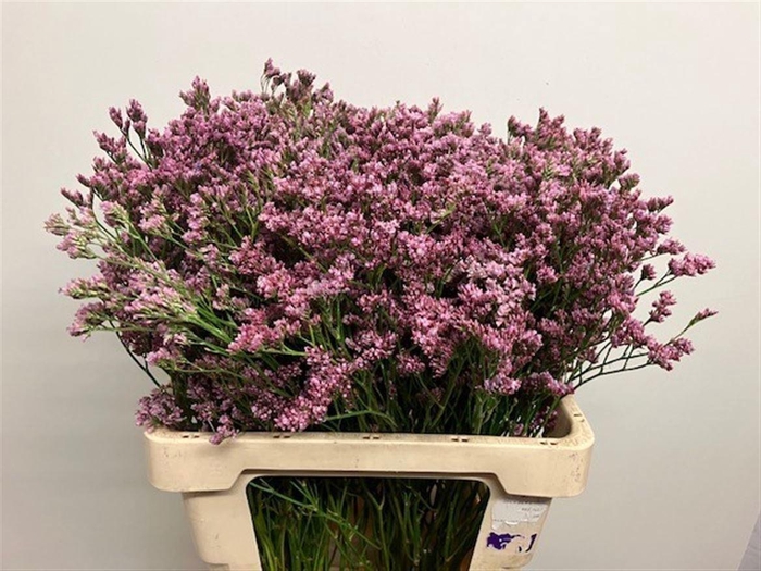<h4>LIMONIUM MR. SILVER PINK 30GR</h4>