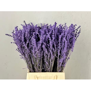 Df Lavender Bs Milka