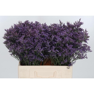 Lim Piuma Dark Blue