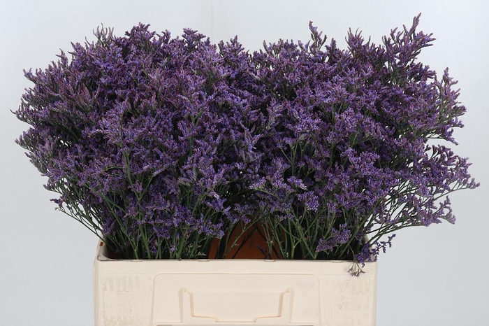 <h4>Lim Piuma Dark Blue</h4>