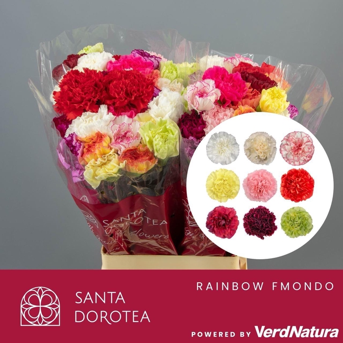 <h4>DI ST Rainbow SEL</h4>