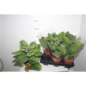 Kalanchoe Blossfeldiana