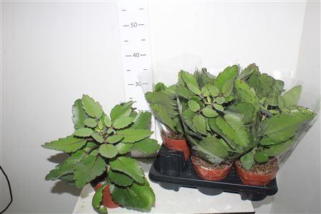 <h4>Kalanchoe Blossfeldiana</h4>