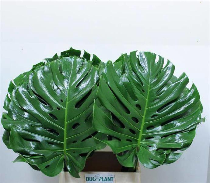 <h4>Monstera Leaf 90 cm Duoplant</h4>