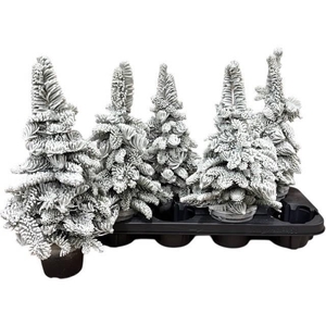 Snow Tree 11Ø 45cm