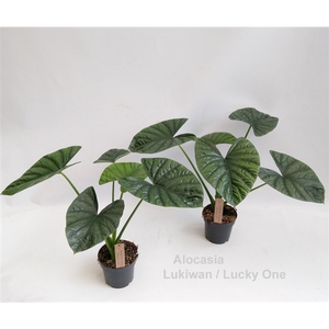 Alocasia Lukiwan / Lucky One 14cm