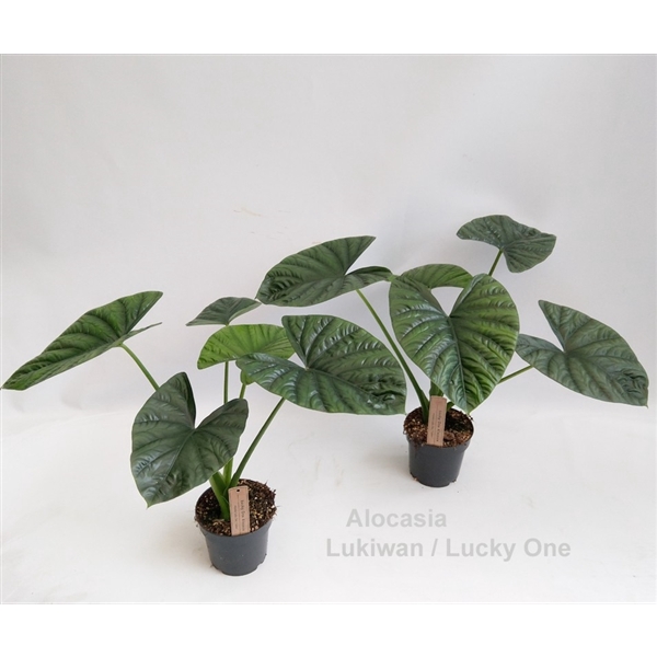 <h4>Alocasia Lukiwan / Lucky One 14cm</h4>