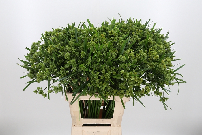 <h4>Cyperus Glaber</h4>