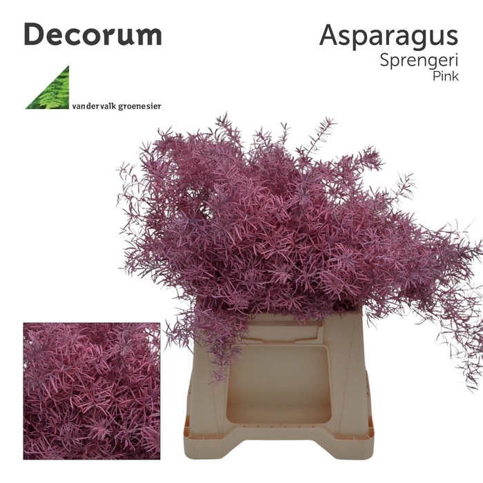 <h4>Asp sprengeri Pink</h4>