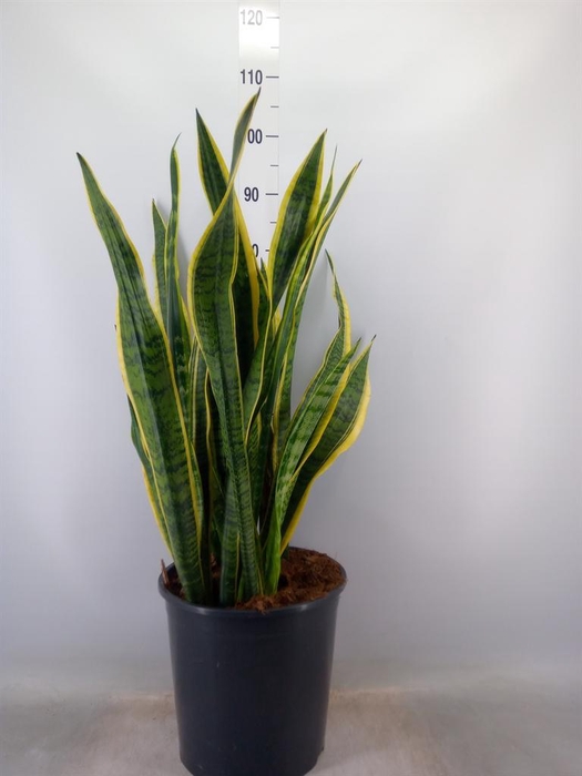 <h4>Sansevieria trifa. 'Laurentii'</h4>