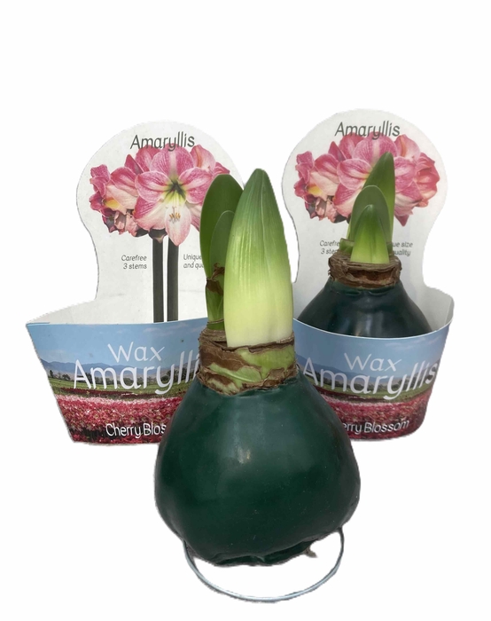 <h4>HIPPEASTRUM-HYBRID P14</h4>