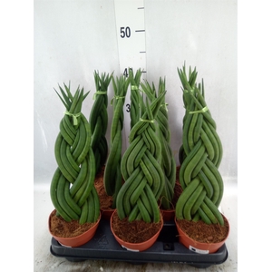 Sansevieria cyl.  ...