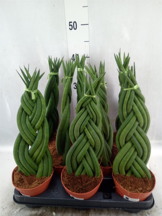 Sansevieria cyl.  ...