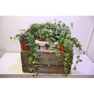 arr8 Hed He Gem 3 Srt