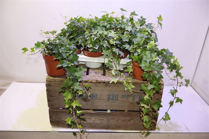 <h4>arr8 Hed He Gem 3 Srt</h4>