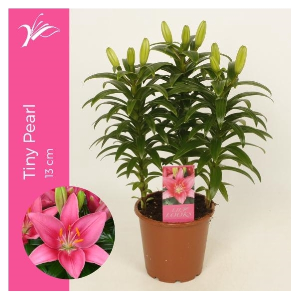 <h4>Lilium Tiny Pearl 13 cm (az. lelie)</h4>