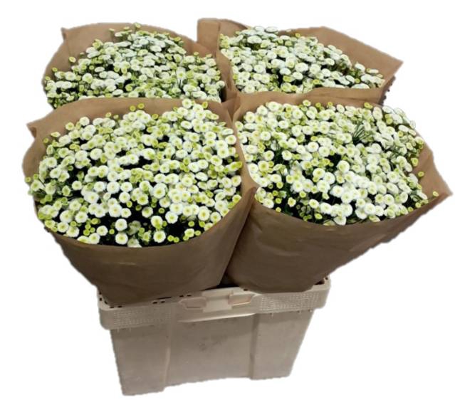 <h4>TANA PA RIO</h4>