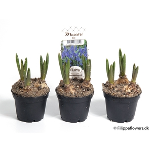 MUSCARI ARMENIACUM P6