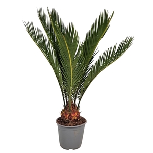 CYCAS REVOLUTA