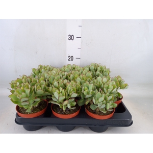 Crassula   ...