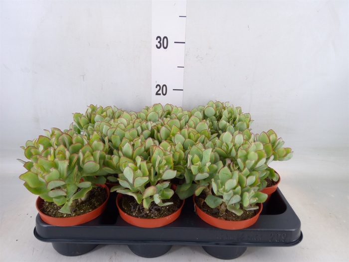 <h4>Crassula   ...</h4>