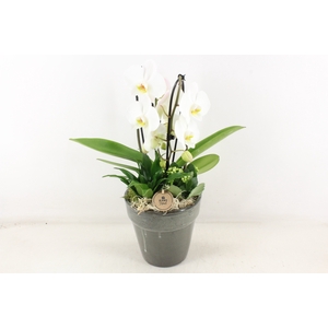arr2 PL - Ker. pot glazed grey phal cascade