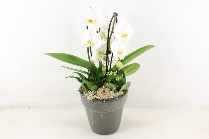 <h4>arr2 PL - Ker. pot glazed grey phal cascade</h4>