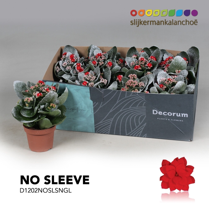 <h4>Kalanchoe No Sleeve - Red with snow/sneeuw and glitter - kerst</h4>