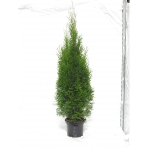 Thuja occidentalis 'Smaragd'