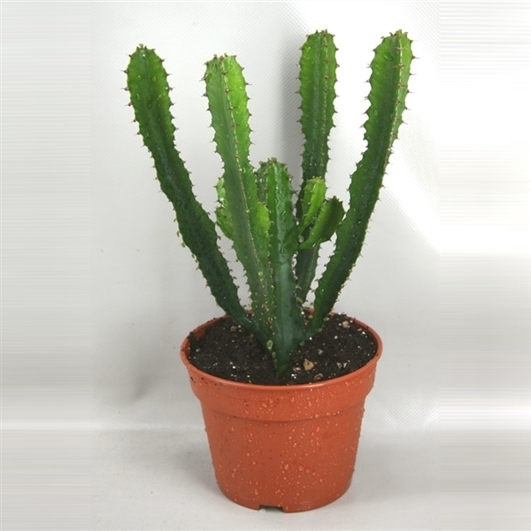 <h4>1736 Hermentiana 17 cm</h4>