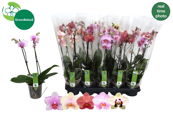 <h4>PHAL GEM 5 KL</h4>
